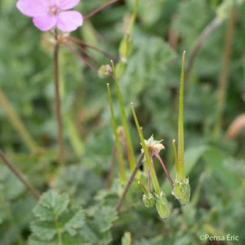 Bec-de-grue acaule - Erodium acaule