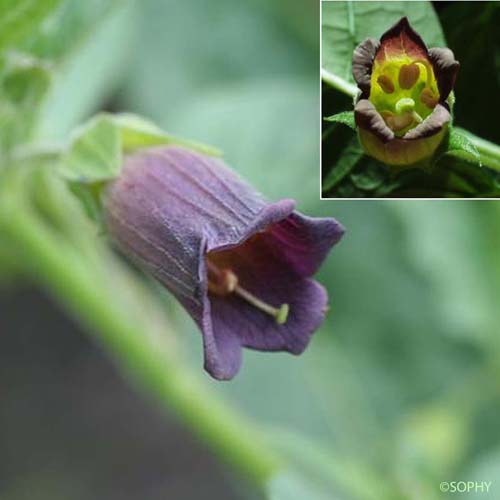 Belladone - Atropa bella-donna
