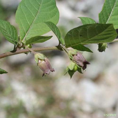 Belladone - Atropa bella-donna