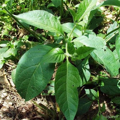 Belladone - Atropa bella-donna
