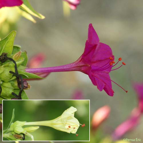 Belle-de-nuit - Mirabilis jalapa