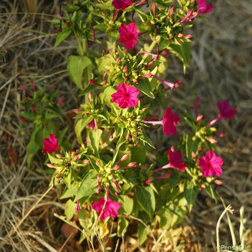 Belle-de-nuit - Mirabilis jalapa