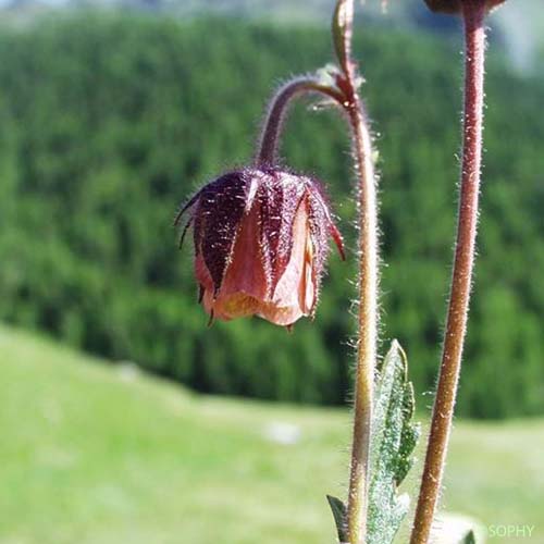 Benoîte aquatique - Geum rivale