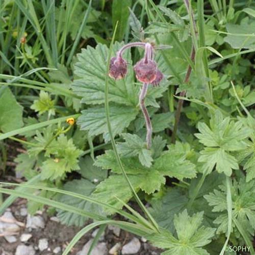 Benoîte aquatique - Geum rivale