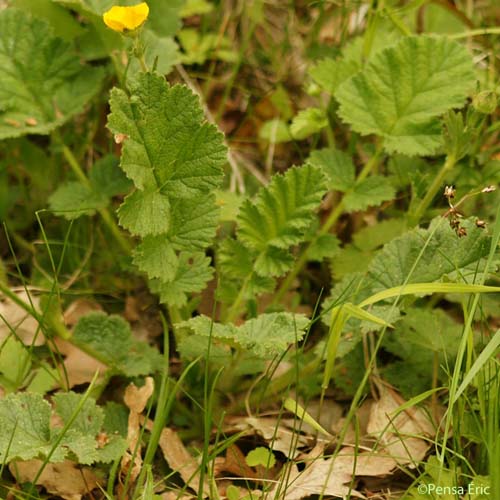 Benoîte des bois - Geum sylvaticum