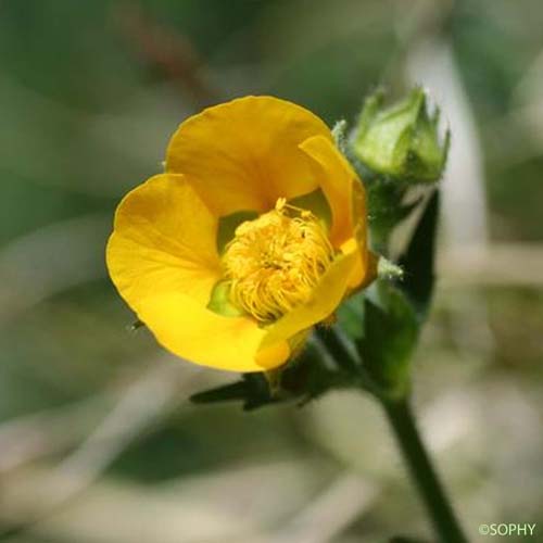 Benoîte des Pyrénées - Geum pyrenaicum