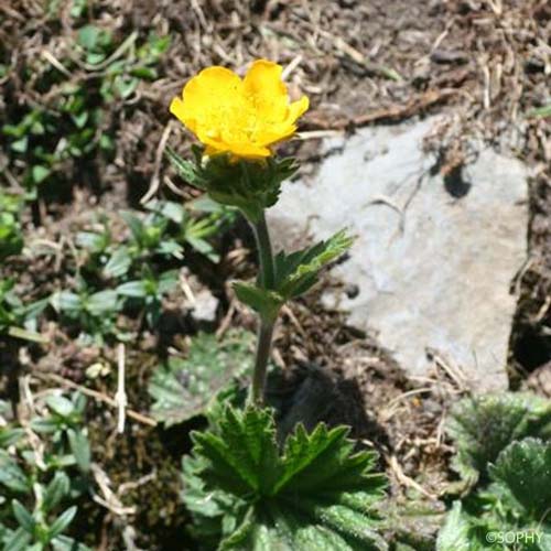 Benoîte des Pyrénées - Geum pyrenaicum