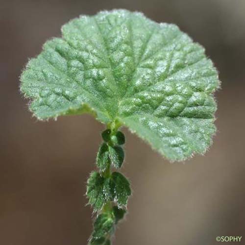 Benoîte des Pyrénées - Geum pyrenaicum