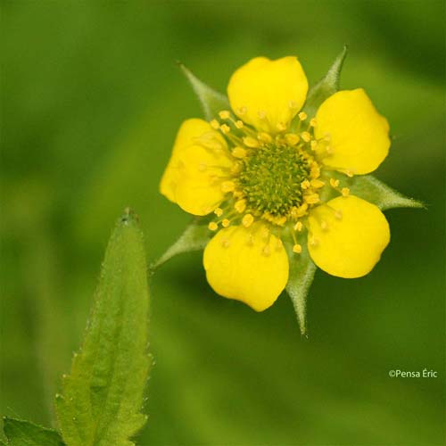 Benoîte des villes - Geum urbanum