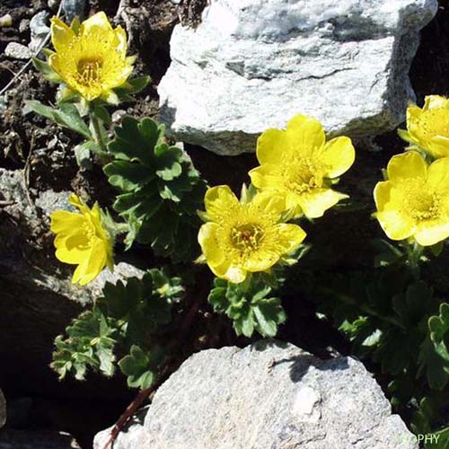 Benoîte rampante - Geum reptans