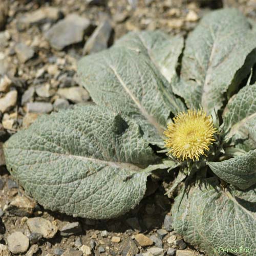 Bérardie laineuse - Berardia lanuginosa