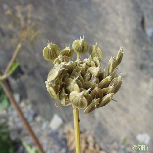 Berce de Pollini - Heracleum pyrenaicum