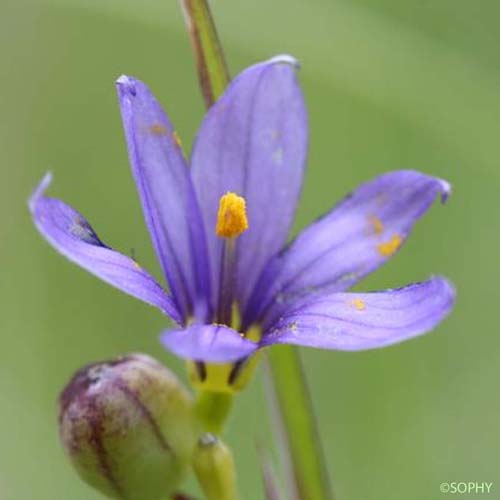 Bermudienne à feuilles étroites - Sisyrinchium angustifolium