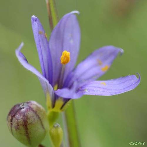 Bermudienne à feuilles étroites - Sisyrinchium angustifolium