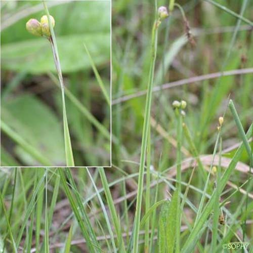 Bermudienne à feuilles étroites - Sisyrinchium angustifolium