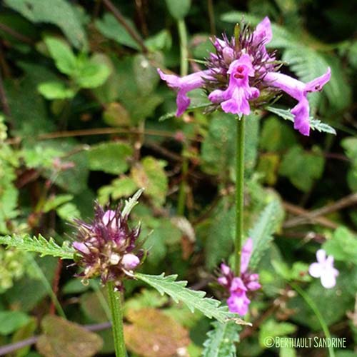 Bétoine officinale - Betonica officinalis