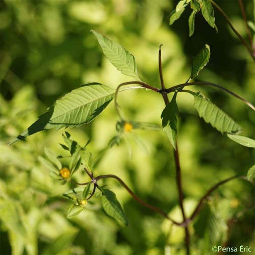 Bident à fruits noirs - Bidens frondosa