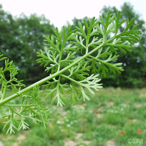 Bifora rayonnant - Bifora radians