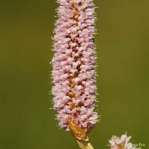 Bistorte - Bistorta officinalis