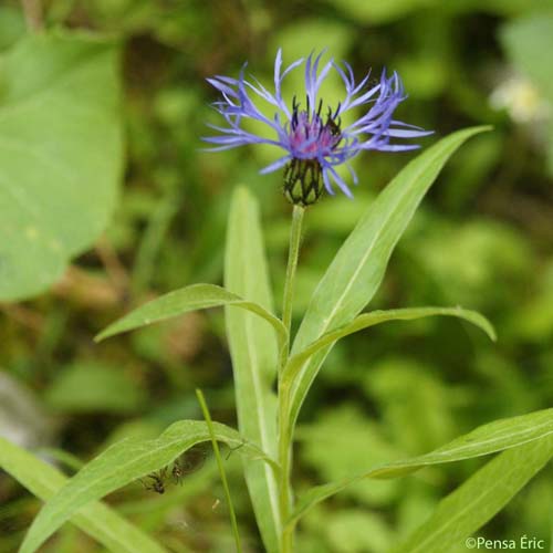 Centaurée de montagne - Cyanus montanus