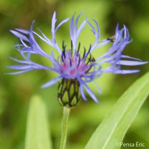 Centaurée de montagne - Cyanus montanus