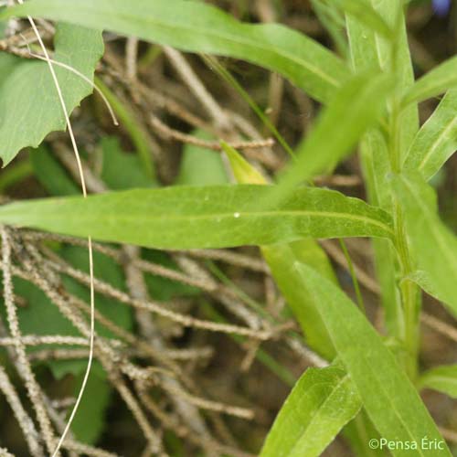 Centaurée de montagne - Cyanus montanus