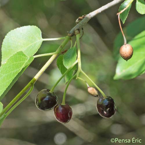 Cerisier de sainte Lucie - Prunus mahaleb