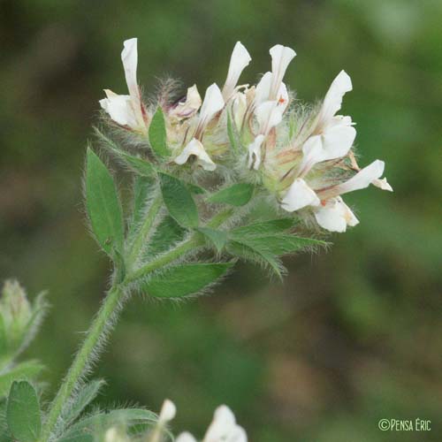 Bonjeanie hirsute - Lotus hirsutus