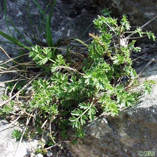 Boucage Tragium - Pimpinella tragium