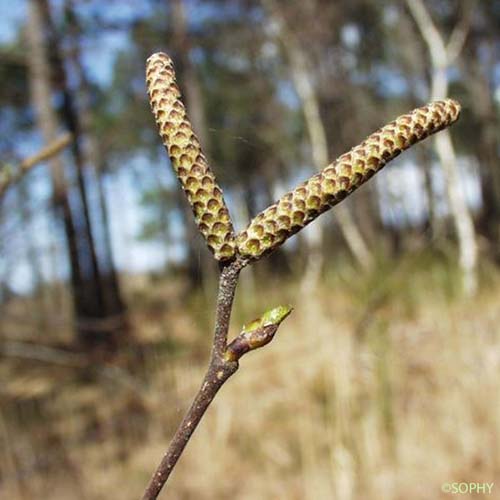 Bouleau blanc - Betula pubescens