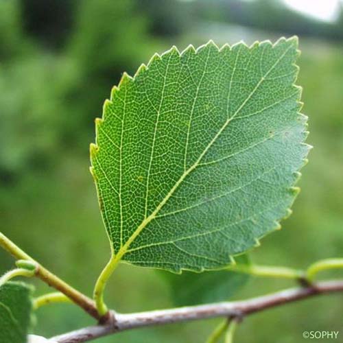 Bouleau blanc - Betula pubescens