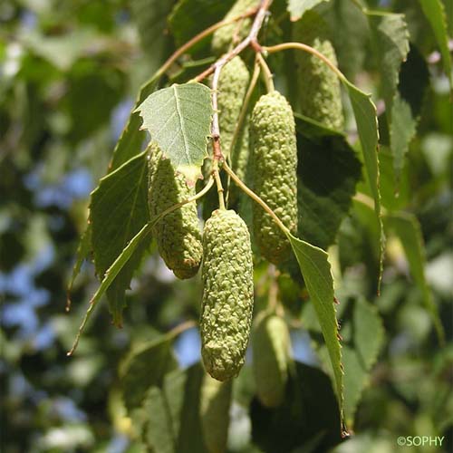 Bouleau pendant - Betula pendula