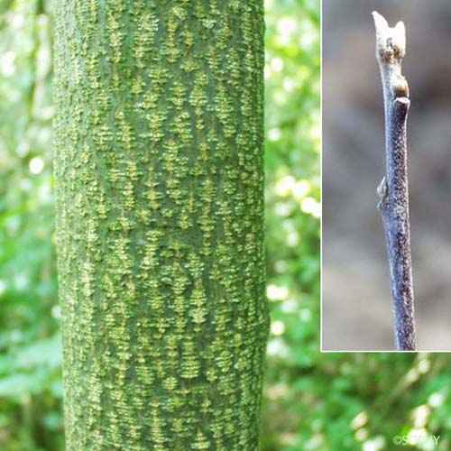 Bourdaine - Frangula alnus subsp. alnus