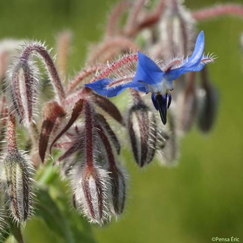 Bourrache officinale - Borago officinalis