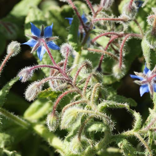 Bourrache officinale - Borago officinalis