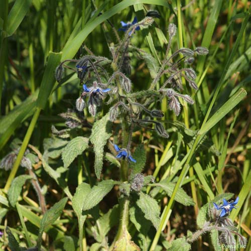 Bourrache officinale - Borago officinalis