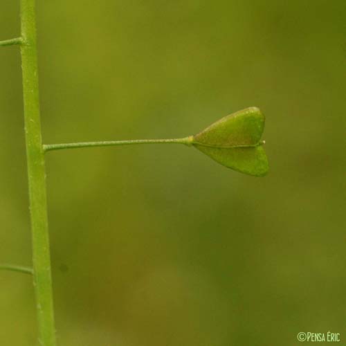 Bourse-à-pasteur - Capsella bursa-pastoris