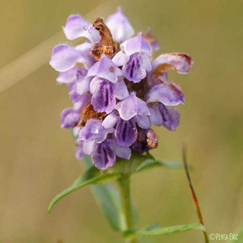 Brunelle à feuilles d'hysope - Prunella hyssopifolia