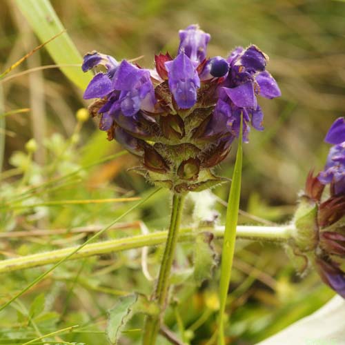 Brunelle à feuilles hastées - Prunella hastifolia