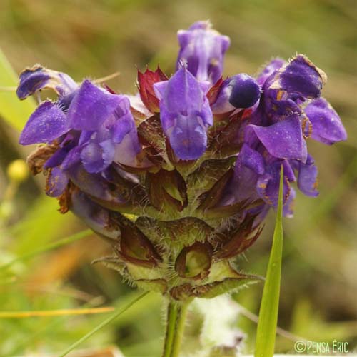 Brunelle à feuilles hastées - Prunella hastifolia