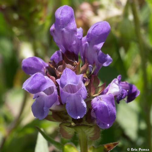 Brunelle à grandes fleurs - Prunella grandiflora