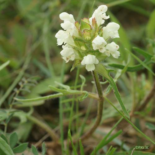 Brunelle blanche - Prunella laciniata