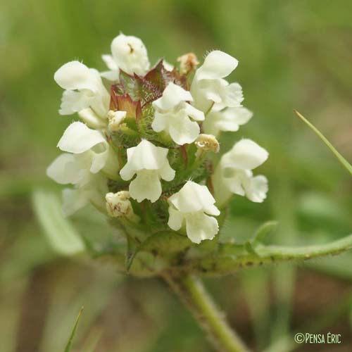 Brunelle blanche - Prunella laciniata