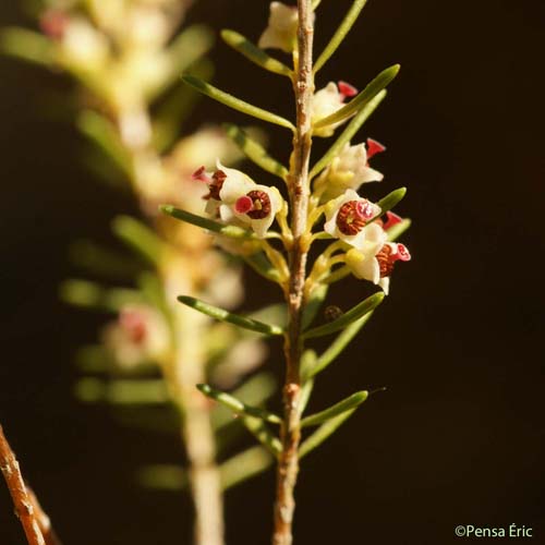 Bruyère à balais - Erica scoparia subsp. scoparia