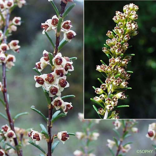 Bruyère à balais - Erica scoparia subsp. scoparia