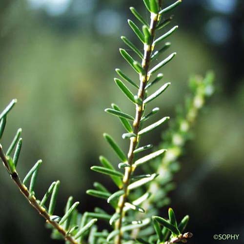 Bruyère à balais - Erica scoparia subsp. scoparia