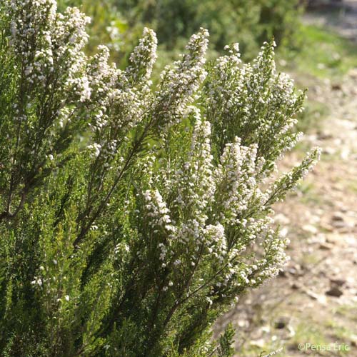 Bruyère arborescente - Erica arborea