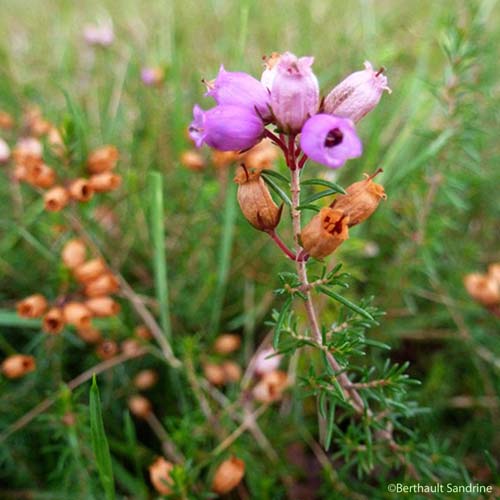 Bruyère cendrée - Erica cinerea