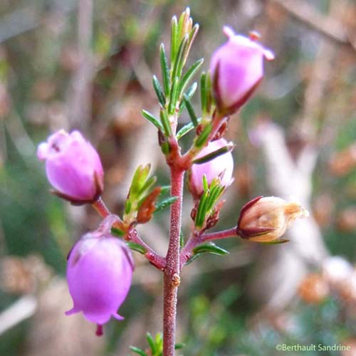 Bruyère cendrée - Erica cinerea