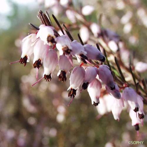 Bruyère de l'ouest - Erica erigena